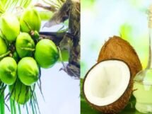 Why Coconut oil prices soaring at ₹410 per liter main reason