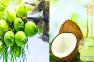 Why Coconut oil prices soaring at ₹410 per liter main reason