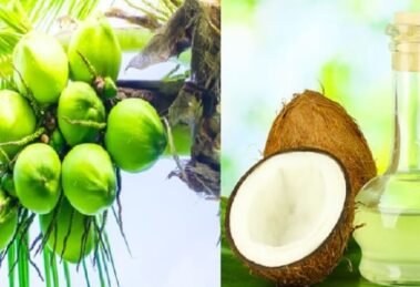 Why Coconut oil prices soaring at ₹410 per liter main reason