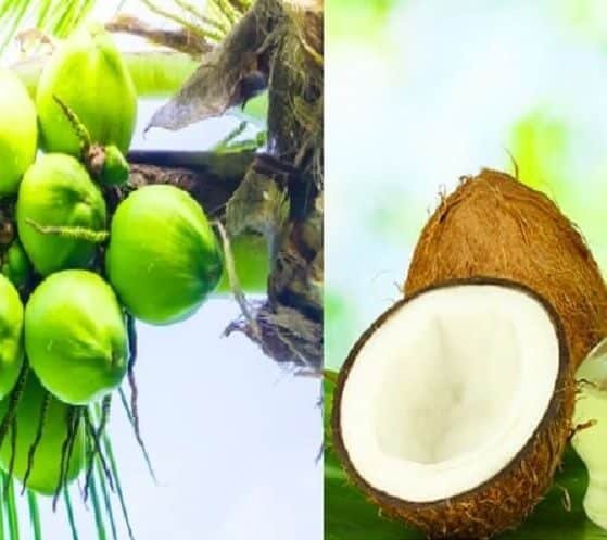 Why Coconut oil prices soaring at ₹410 per liter main reason