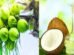 Why Coconut oil prices soaring at ₹410 per liter main reason