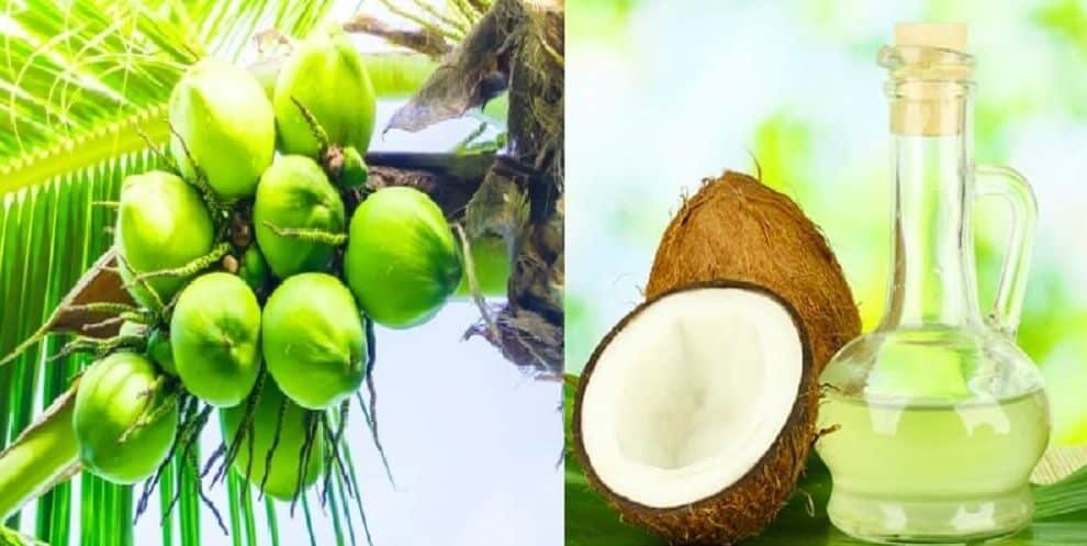 Why Coconut oil prices soaring at ₹410 per liter main reason