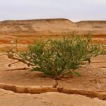 Climate Change Slashing Crop Yields; AI, Genome-Edited Crops Offer Solutions