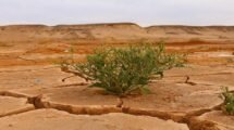 Climate Change Slashing Crop Yields; AI, Genome-Edited Crops Offer Solutions