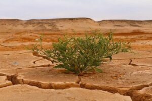 Climate Change Slashing Crop Yields; AI, Genome-Edited Crops Offer Solutions