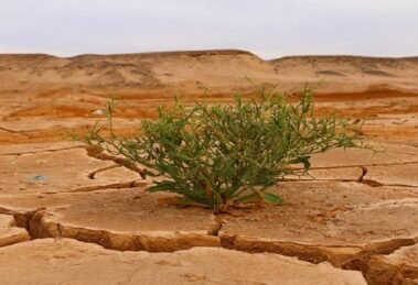 Climate Change Slashing Crop Yields; AI, Genome-Edited Crops Offer Solutions
