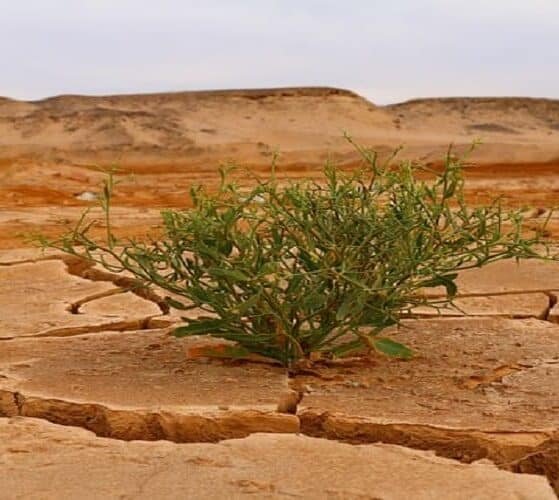 Climate Change Slashing Crop Yields; AI, Genome-Edited Crops Offer Solutions