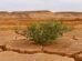 Climate Change Slashing Crop Yields; AI, Genome-Edited Crops Offer Solutions