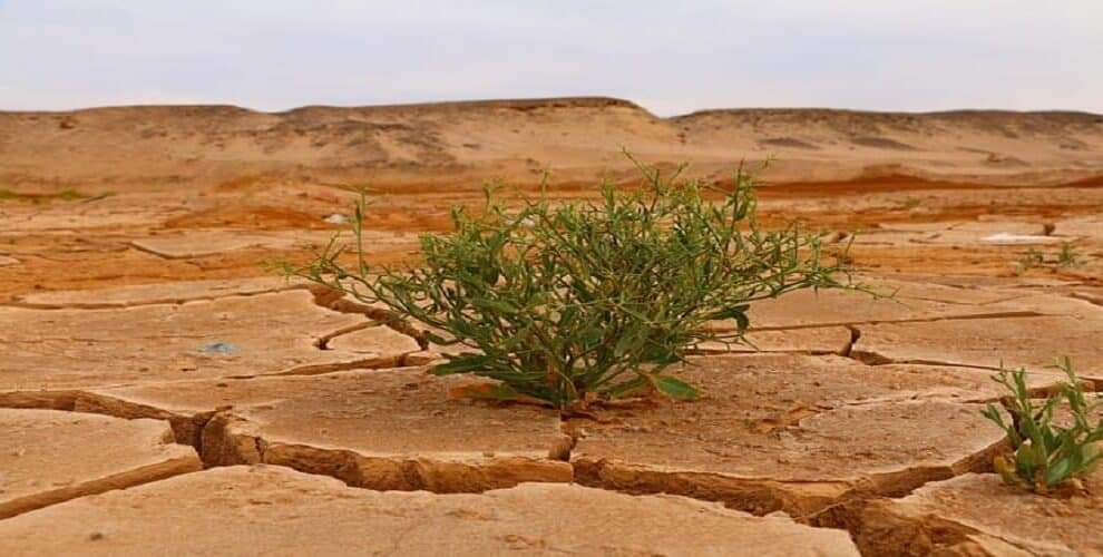 Climate Change Slashing Crop Yields; AI, Genome-Edited Crops Offer Solutions