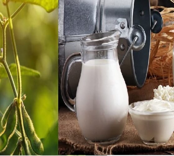 Farmers Body to Modi - Say No to GM Foods and US Dairy Products