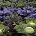 Govt stops Unregulated Biostimulant Sales Allows Only Scientifically Approved Products (1)