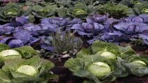 Govt stops Unregulated Biostimulant Sales Allows Only Scientifically Approved Products (1)