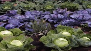 Govt stops Unregulated Biostimulant Sales Allows Only Scientifically Approved Products (1)