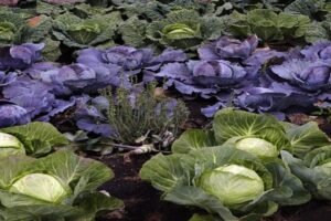 Govt stops Unregulated Biostimulant Sales Allows Only Scientifically Approved Products (1)