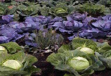 Govt stops Unregulated Biostimulant Sales Allows Only Scientifically Approved Products (1)