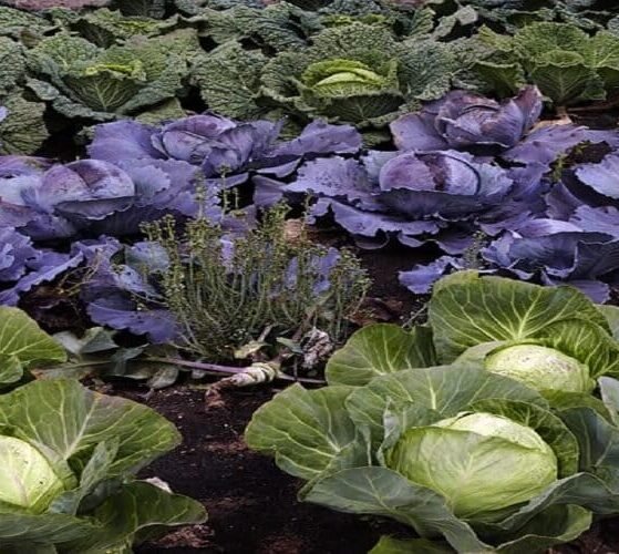 Govt stops Unregulated Biostimulant Sales Allows Only Scientifically Approved Products (1)