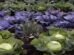 Govt stops Unregulated Biostimulant Sales Allows Only Scientifically Approved Products (1)