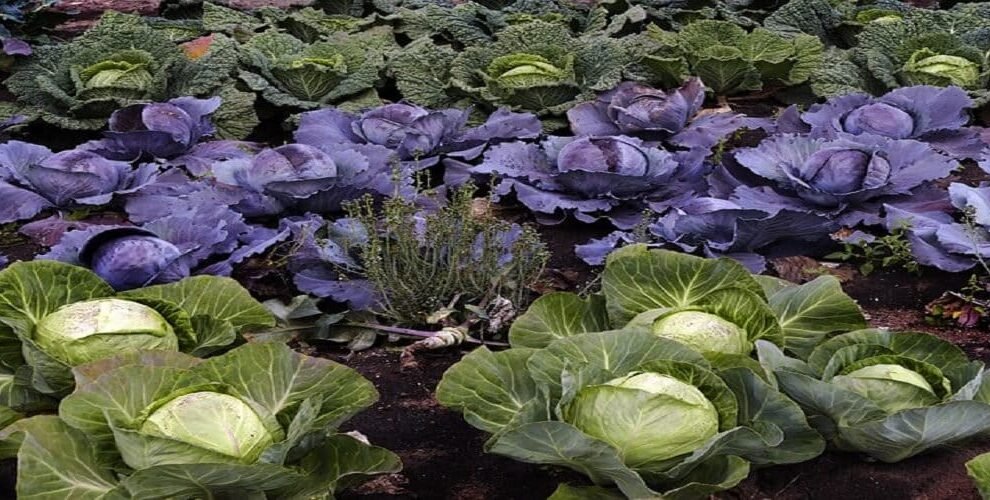 Govt stops Unregulated Biostimulant Sales Allows Only Scientifically Approved Products (1)