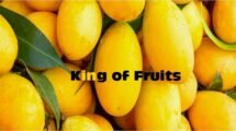Mango King of Fruits