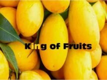 Mango King of Fruits