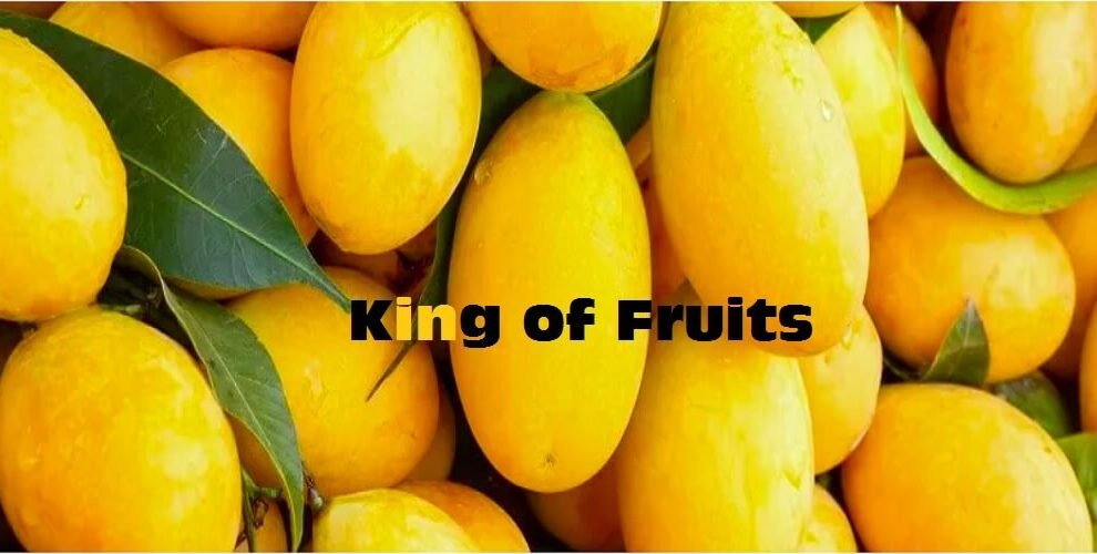 Mango King of Fruits