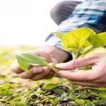 Parliament Panel Proposes Roadmap to Boost Sustainable Farming