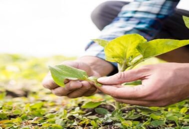 Parliament Panel Proposes Roadmap to Boost Sustainable Farming