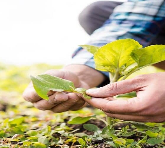 Parliament Panel Proposes Roadmap to Boost Sustainable Farming