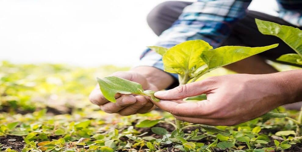 Parliament Panel Proposes Roadmap to Boost Sustainable Farming