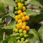 U.S. Races to Import Brazilian Coffee Before 50 Tariff Kicks In