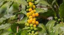 U.S. Races to Import Brazilian Coffee Before 50 Tariff Kicks In
