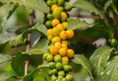 U.S. Races to Import Brazilian Coffee Before 50 Tariff Kicks In