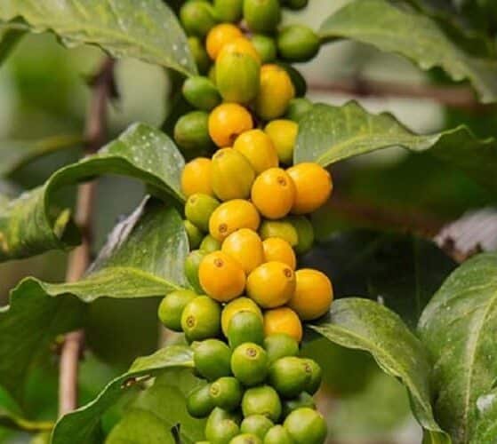 U.S. Races to Import Brazilian Coffee Before 50 Tariff Kicks In