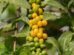 U.S. Races to Import Brazilian Coffee Before 50 Tariff Kicks In