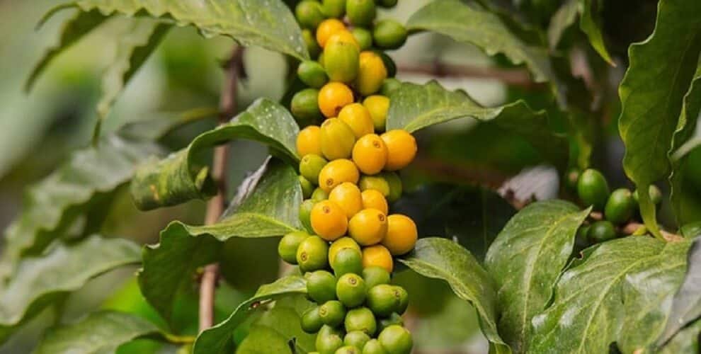 U.S. Races to Import Brazilian Coffee Before 50 Tariff Kicks In