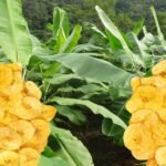 Kerala Experiencing Dip in Sales of Banana Chips as Coconut Oil Costs Rise