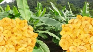 Kerala Experiencing Dip in Sales of Banana Chips as Coconut Oil Costs Rise