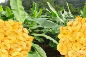 Kerala Experiencing Dip in Sales of Banana Chips as Coconut Oil Costs Rise