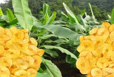 Kerala Experiencing Dip in Sales of Banana Chips as Coconut Oil Costs Rise