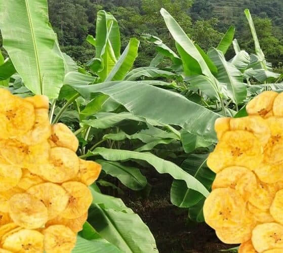 Kerala Experiencing Dip in Sales of Banana Chips as Coconut Oil Costs Rise