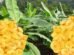 Kerala Experiencing Dip in Sales of Banana Chips as Coconut Oil Costs Rise