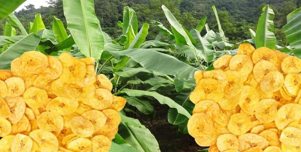 Kerala Experiencing Dip in Sales of Banana Chips as Coconut Oil Costs Rise