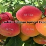 Ladakh Halman Apricot Exports Soar to Gulf Countries