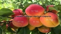 Ladakh Halman Apricot Exports Soar to Gulf Countries