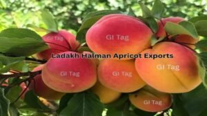 Ladakh Halman Apricot Exports Soar to Gulf Countries