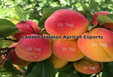 Ladakh Halman Apricot Exports Soar to Gulf Countries