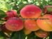 Ladakh Halman Apricot Exports Soar to Gulf Countries