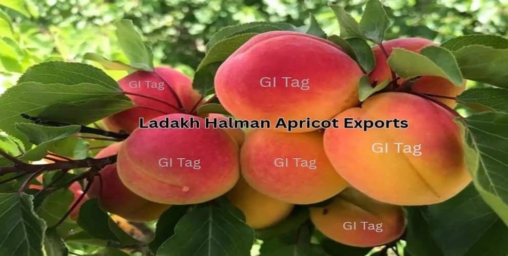 Ladakh Halman Apricot Exports Soar to Gulf Countries