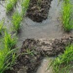 Soil, Water and Crop Health Building a Sustainable Future for Indian Agriculture