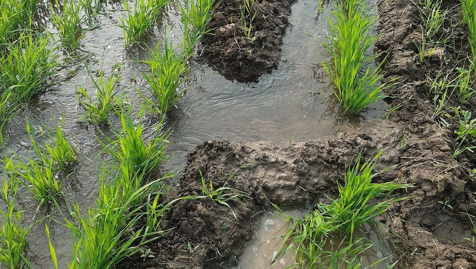 Soil, Water and Crop Health Building a Sustainable Future for Indian Agriculture
